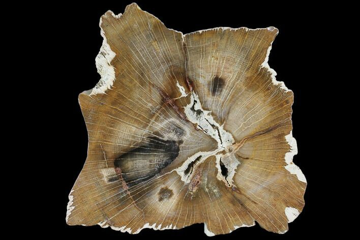 Petrified Wood Slab (Hickory) - Oregon #103067